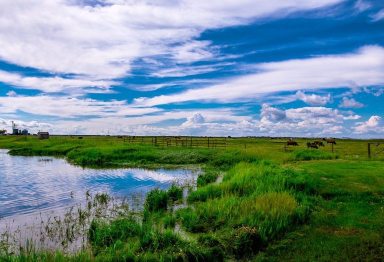 Beautiful field with pond and cattle in background
